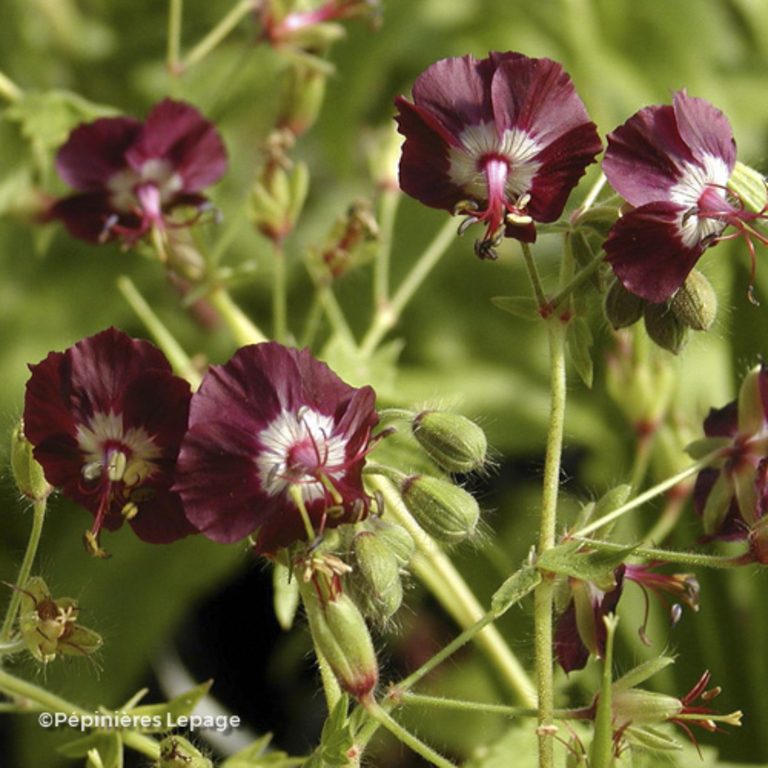 Geranium-phaeum-lepage