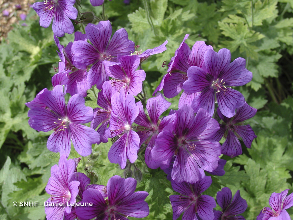 geranium-magnificum-lejeune