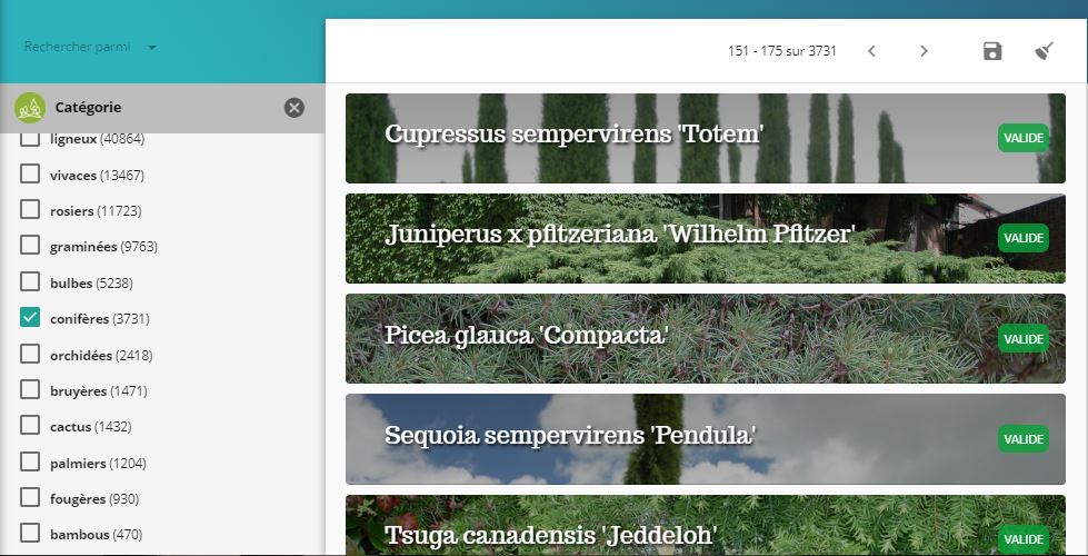 Capture-recherche-categorie-coniferes