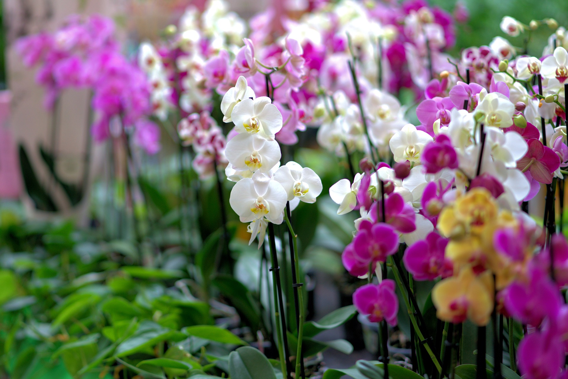 orchid-3479539_1920-1