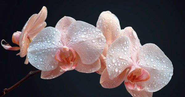 a orchid branch, peachy colours