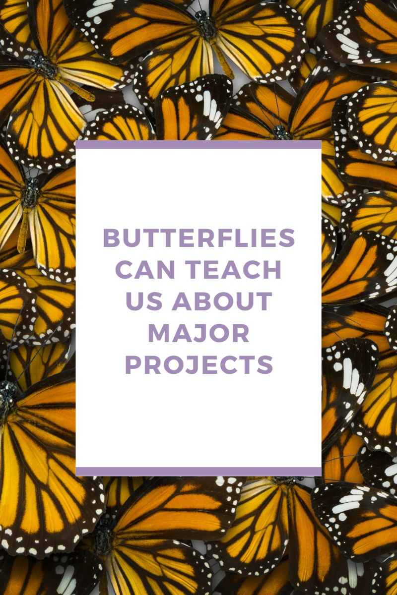 Cheering on the butterflies on your team.