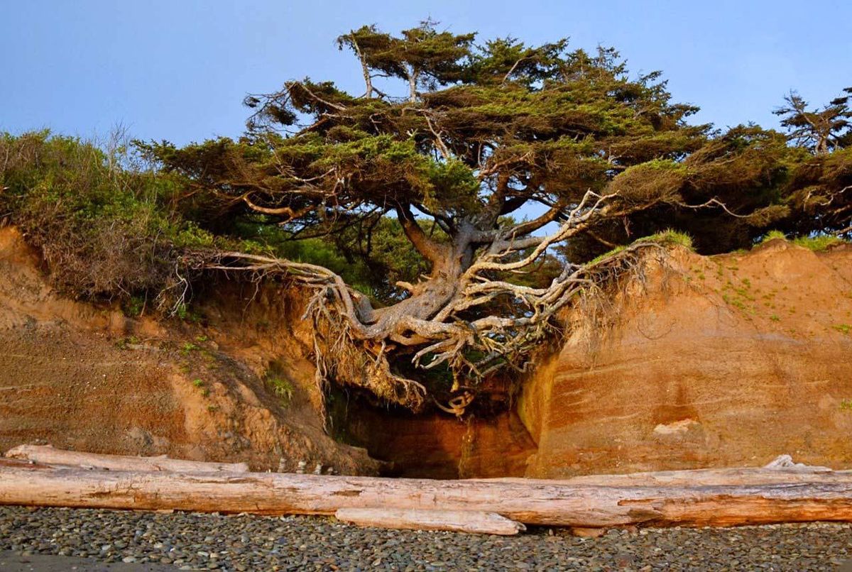 Tree of Life – Olympic Peninsula