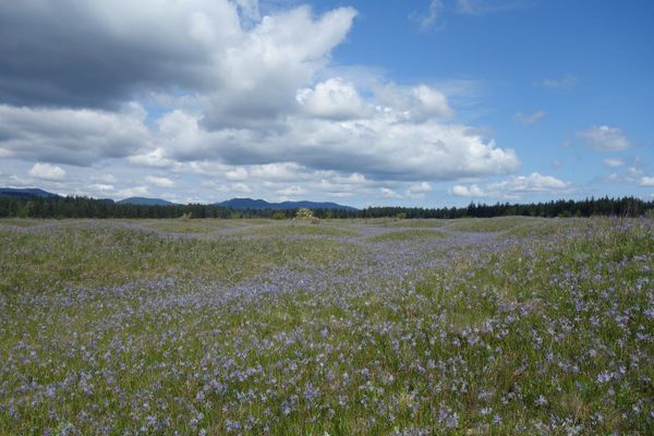 Mima Mounds – Littlerock