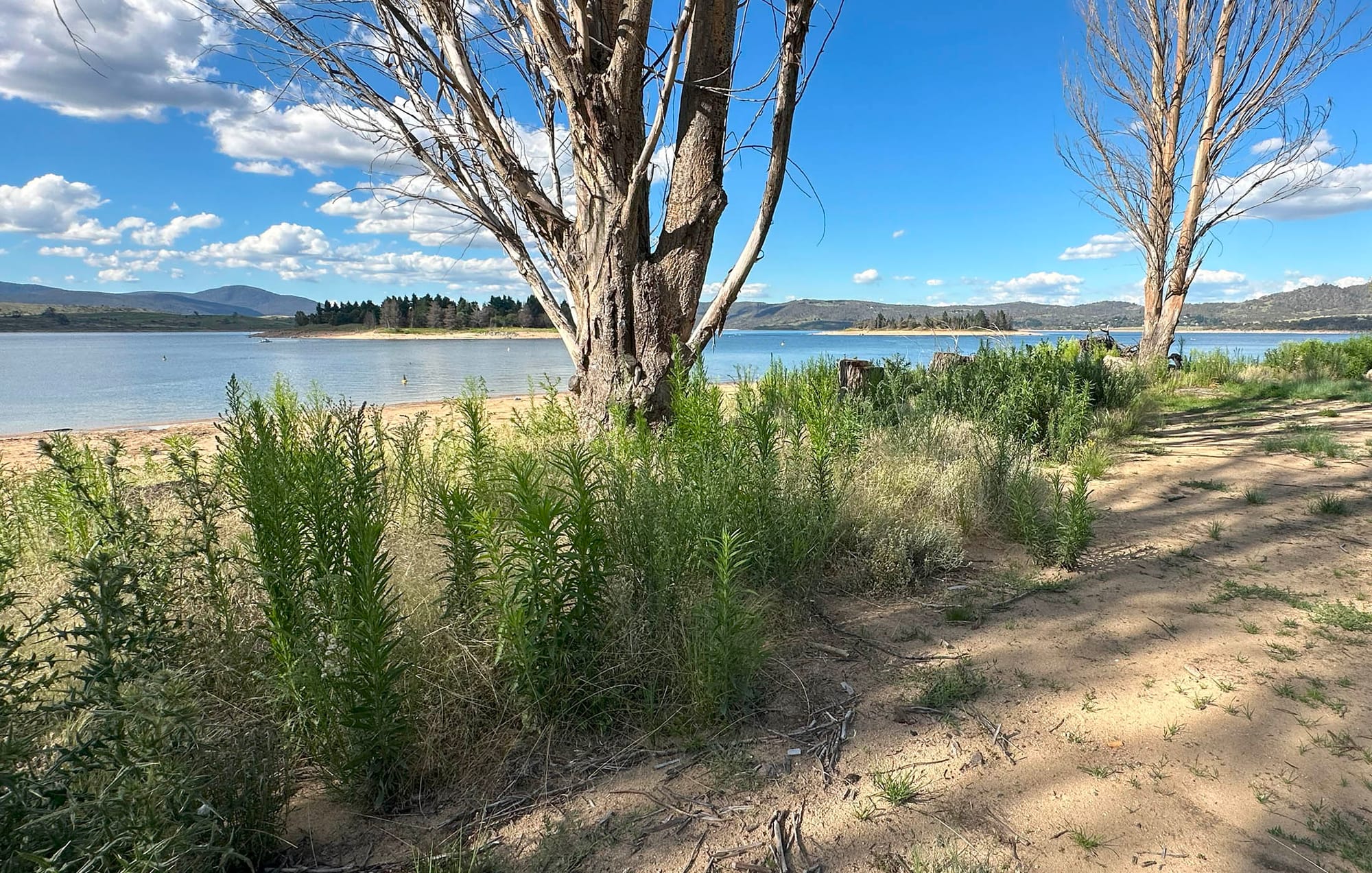 Even if mowing cannot happen due to weather, weeds can be cleaned up.
