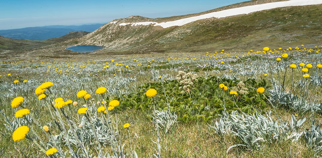 Billy Buttons under Mt Kosciuszko.