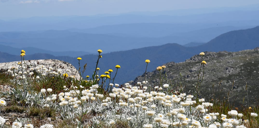 Flowers with a view.