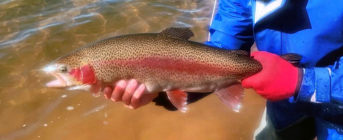 430 Tagged Fish Ready to Catch Post feature image