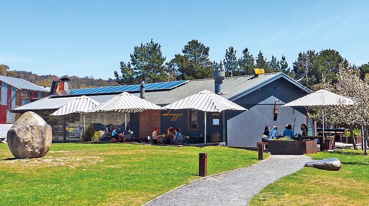 Jindabyne Wildbrumby Australia Day Post feature image