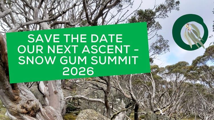 Jindabyne - Snow Gum Summit Post feature image