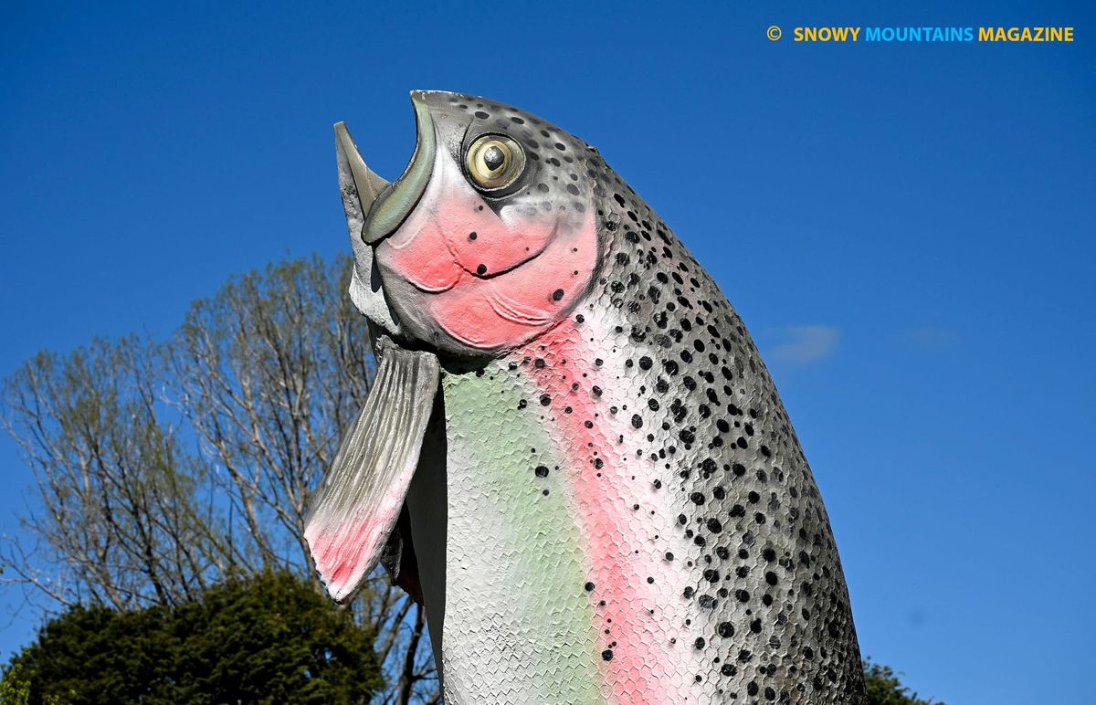 Big Trout - Adaminaby Post feature image