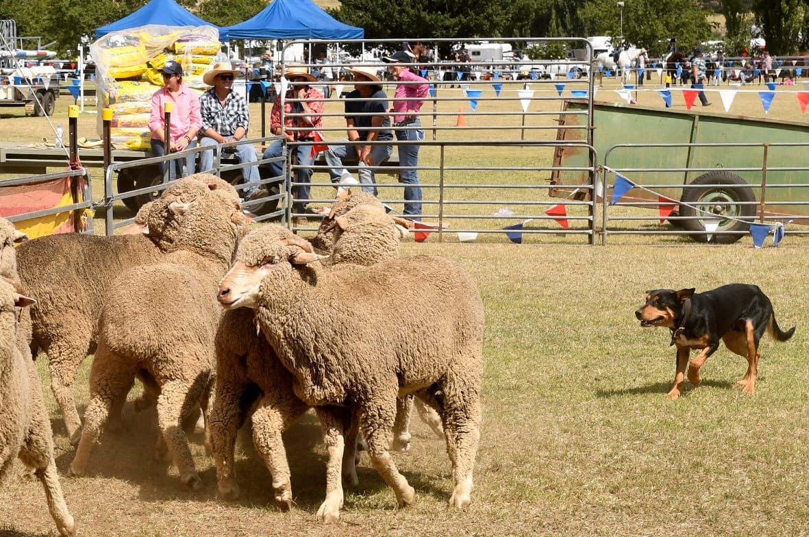 Country Shows and Easter Fairs Post image