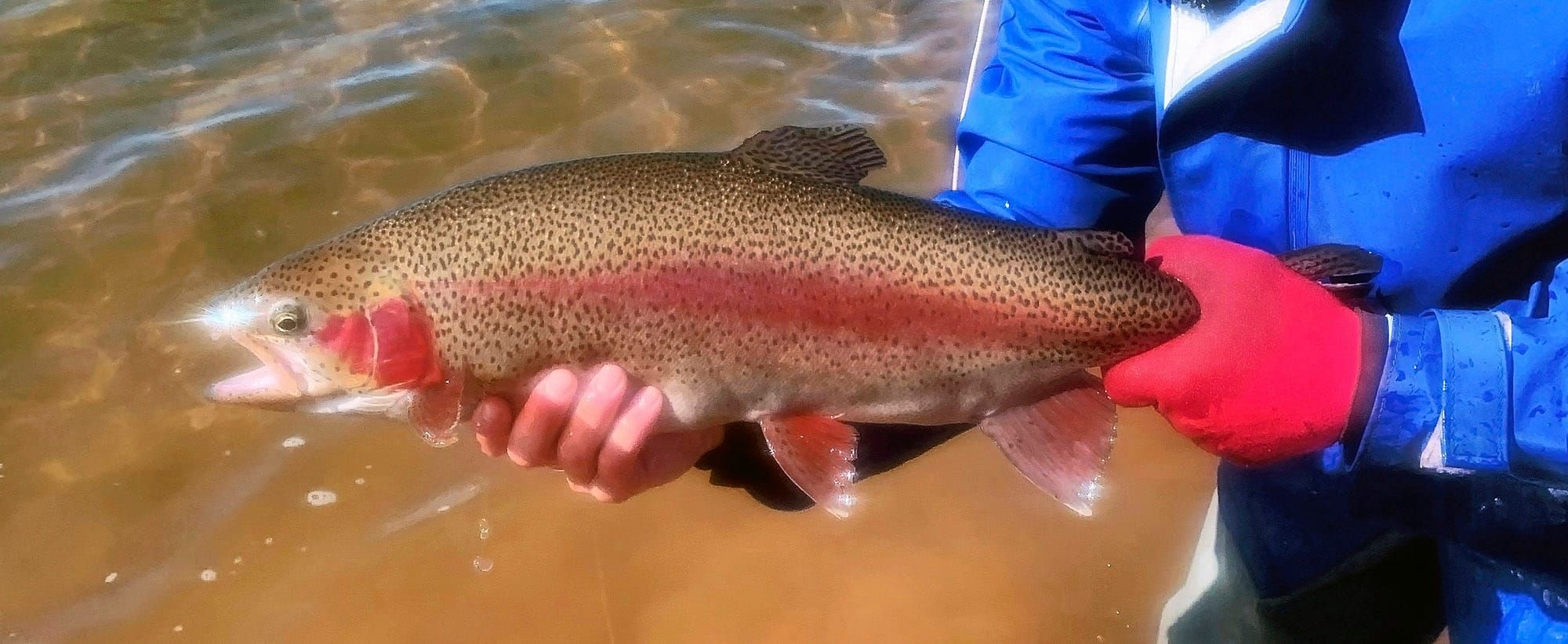 430 Tagged Fish Ready to Catch Post image