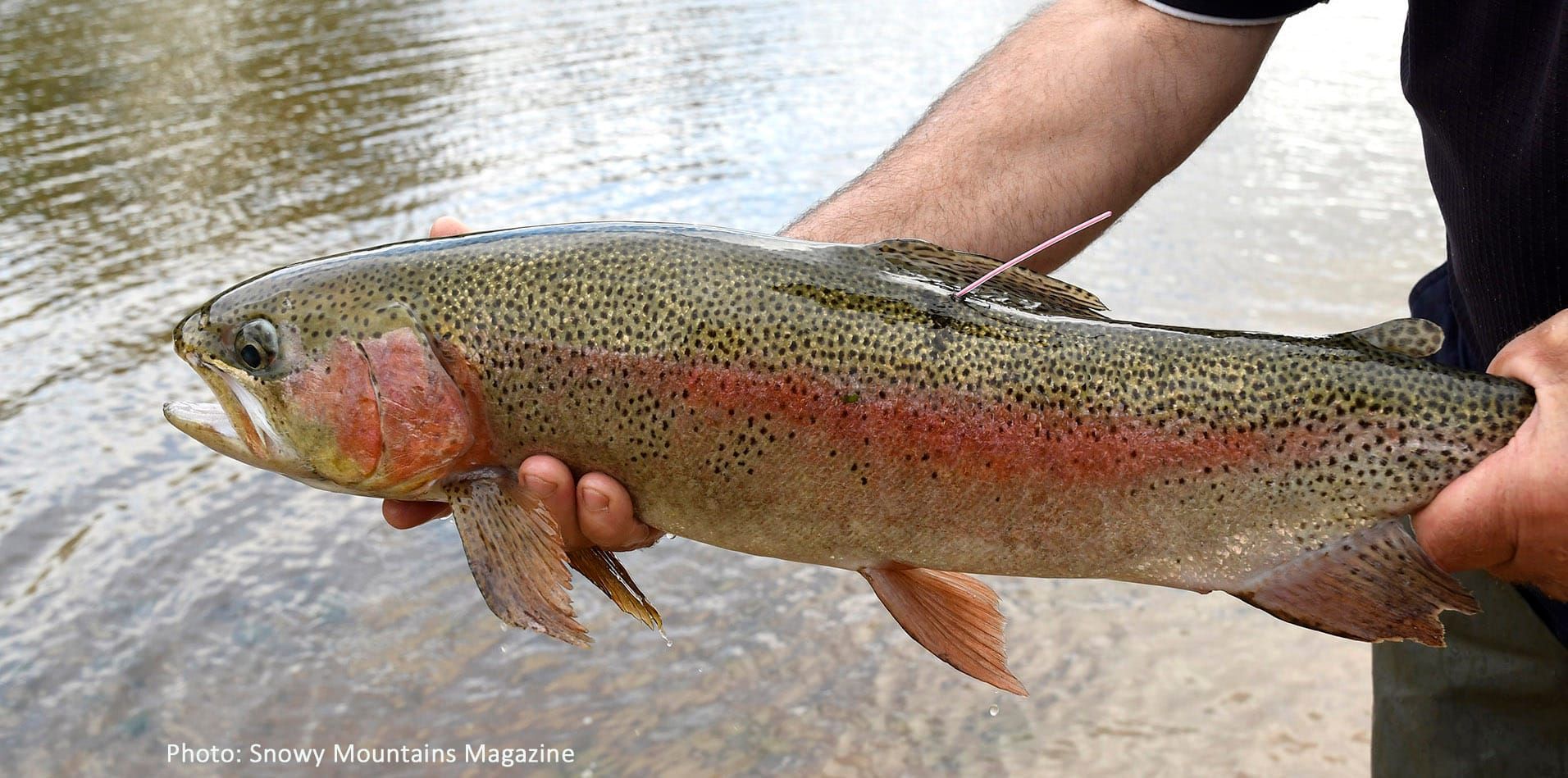 Snowy Trout Challenge Starts Post image