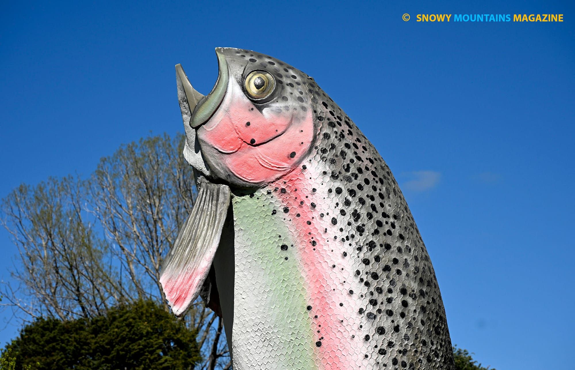 Big Trout - Adaminaby Post image