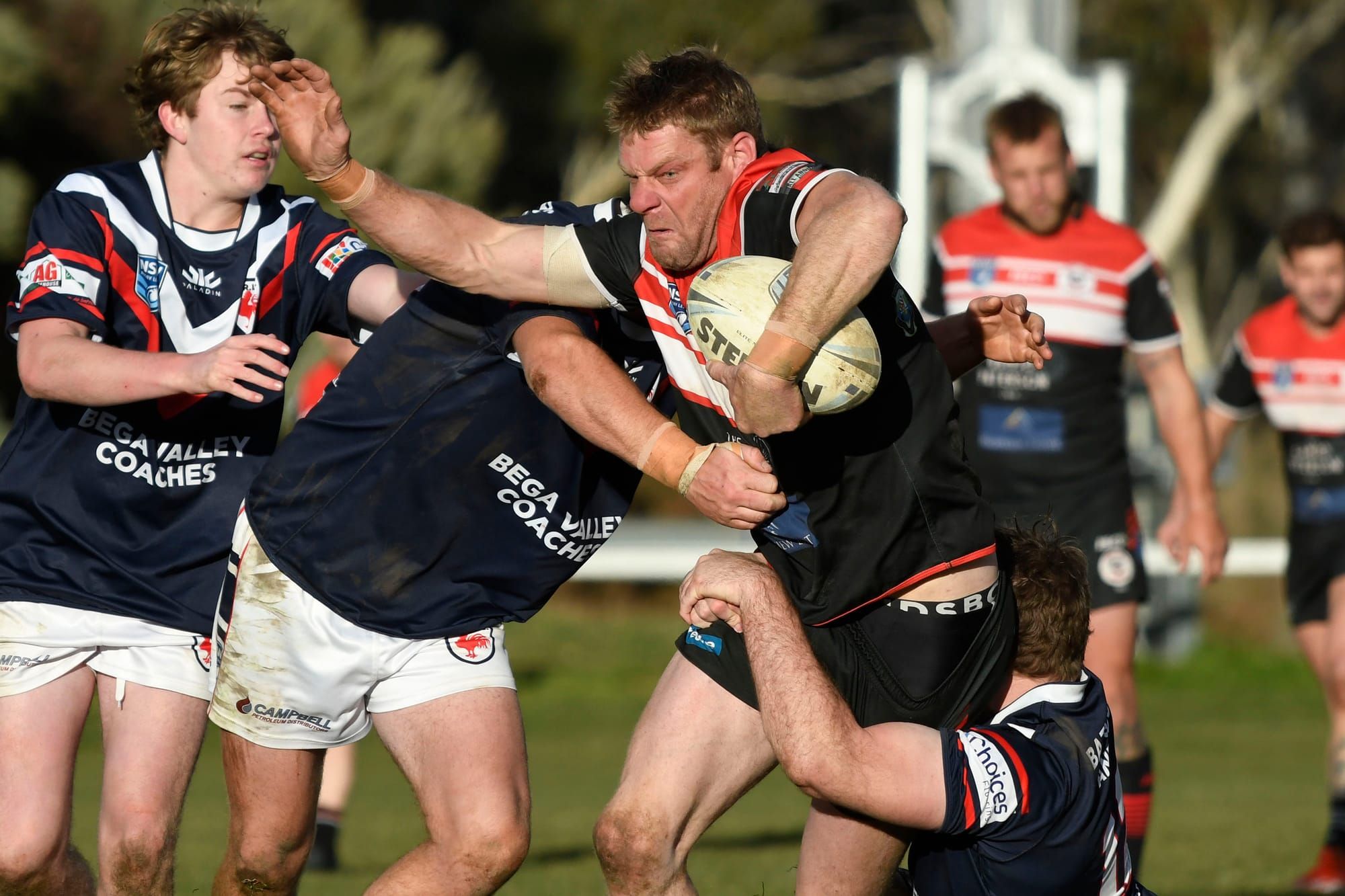 Bears Beat Bega To Stay Top Of Table Post feature image