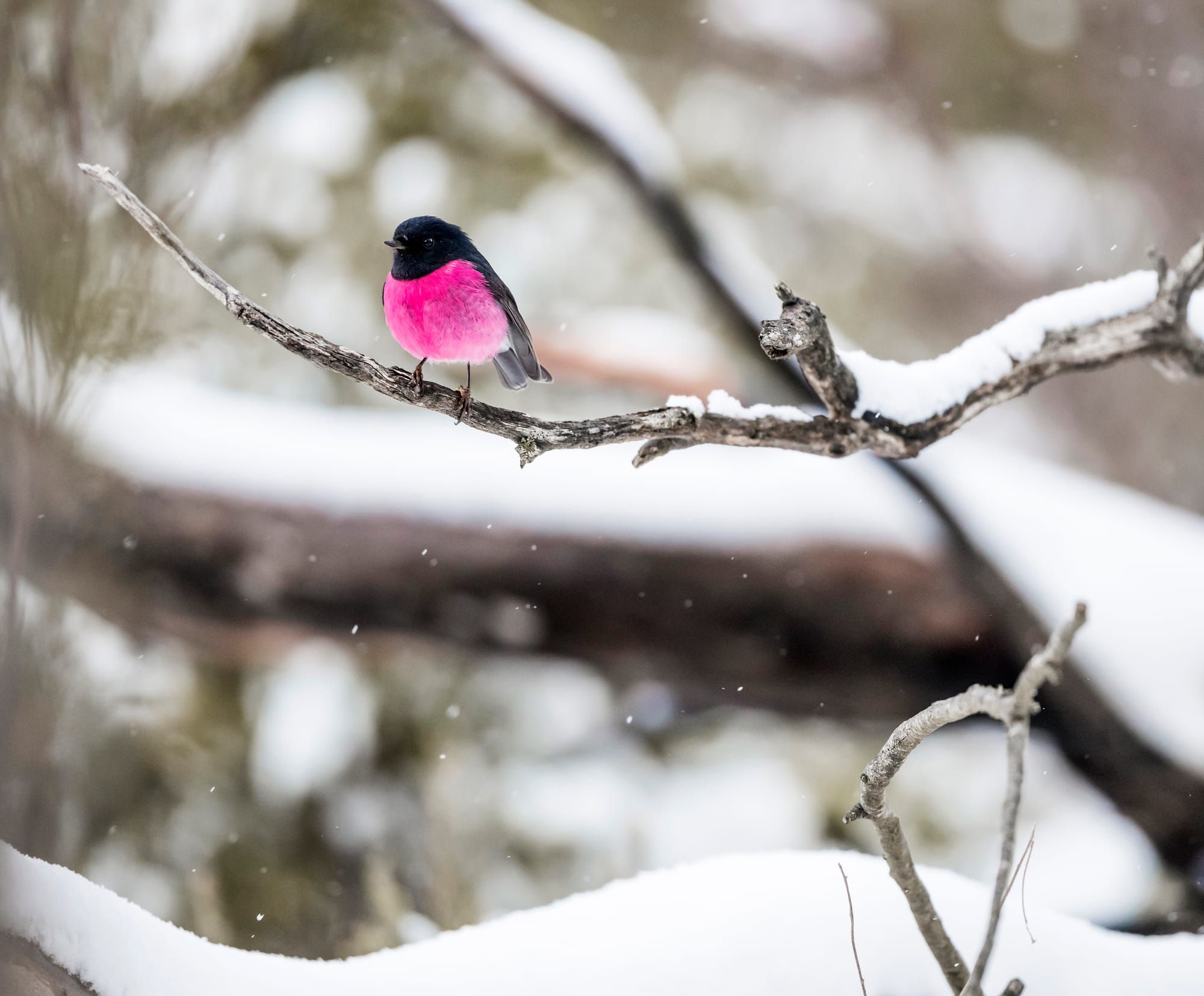 Pink Robin Post feature image