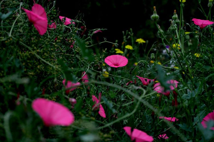 The Flowering Place
