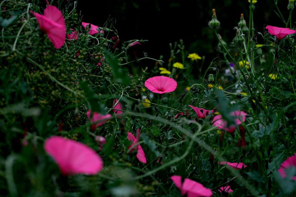 The Flowering Place