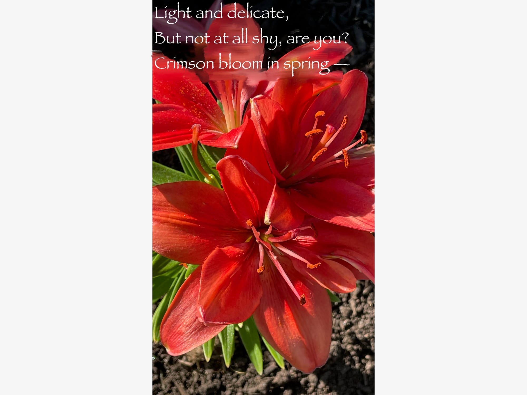 A closeup of a bright red flower, with a poem: "Light and delicate, but not at all shy, are you? Crimson bloom in spring."