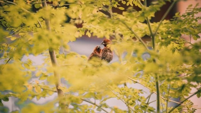 Two birds close together in a tree