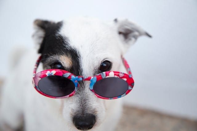 A dog looking at you over the rim of her sunglasses.