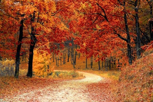 A forest path in autumn.