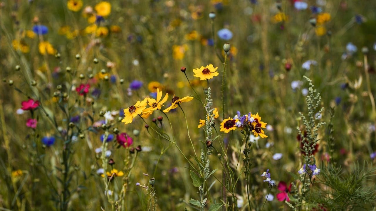 Red, violet, and yellow wildflowers reaching for the sky in a field of green.