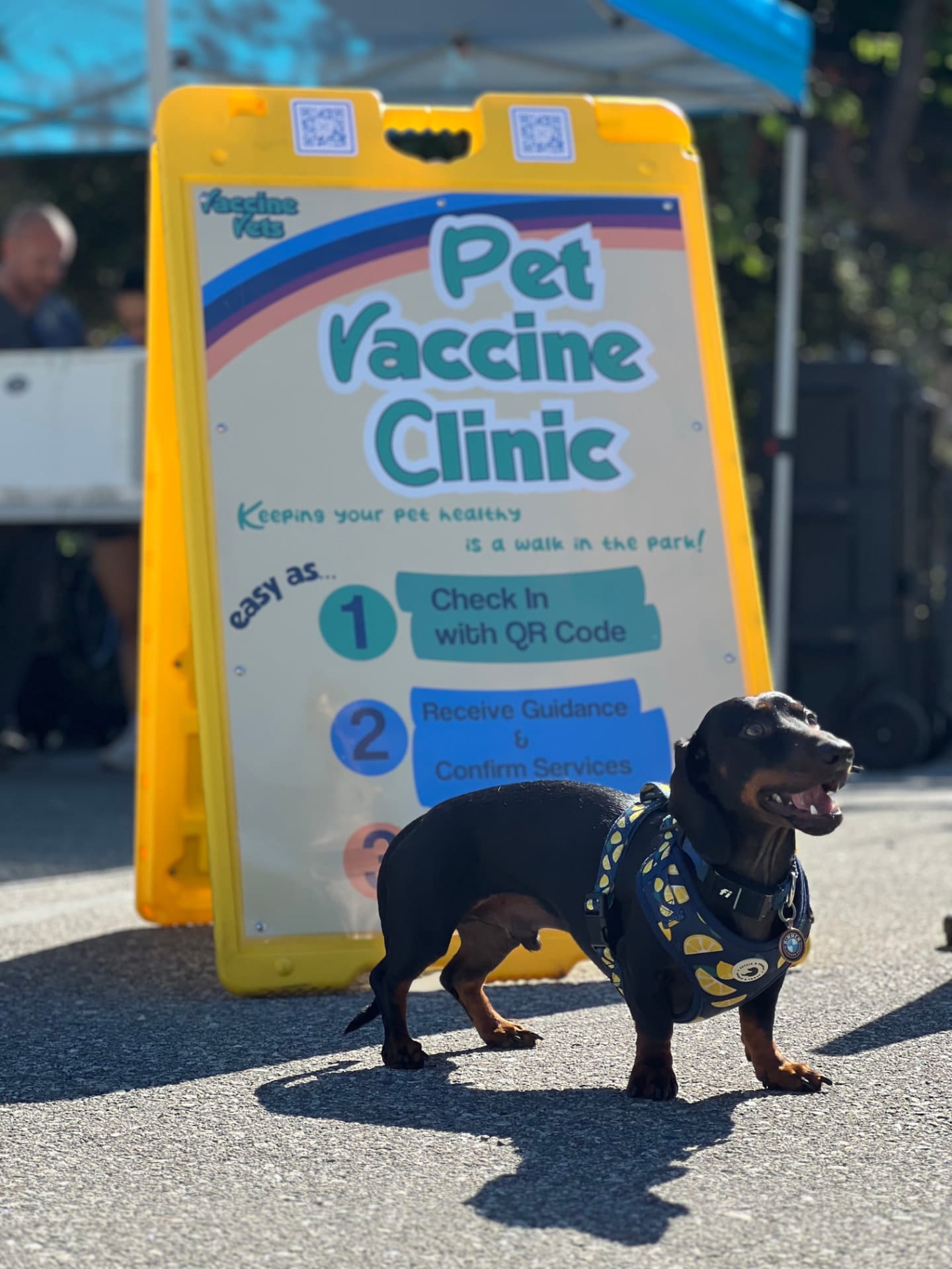 Why Flea and Tick Prevention Matters for Dogs and Cats