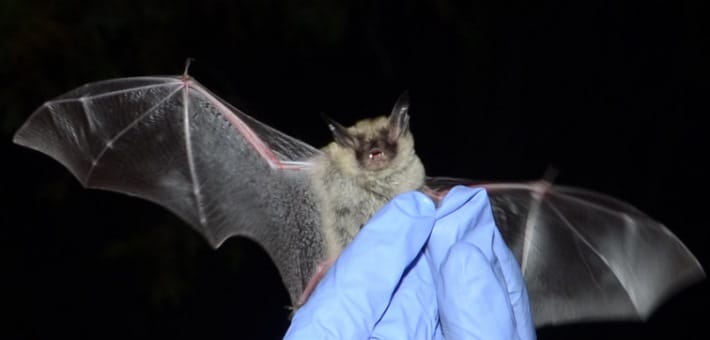 Northern Long-eared bat.