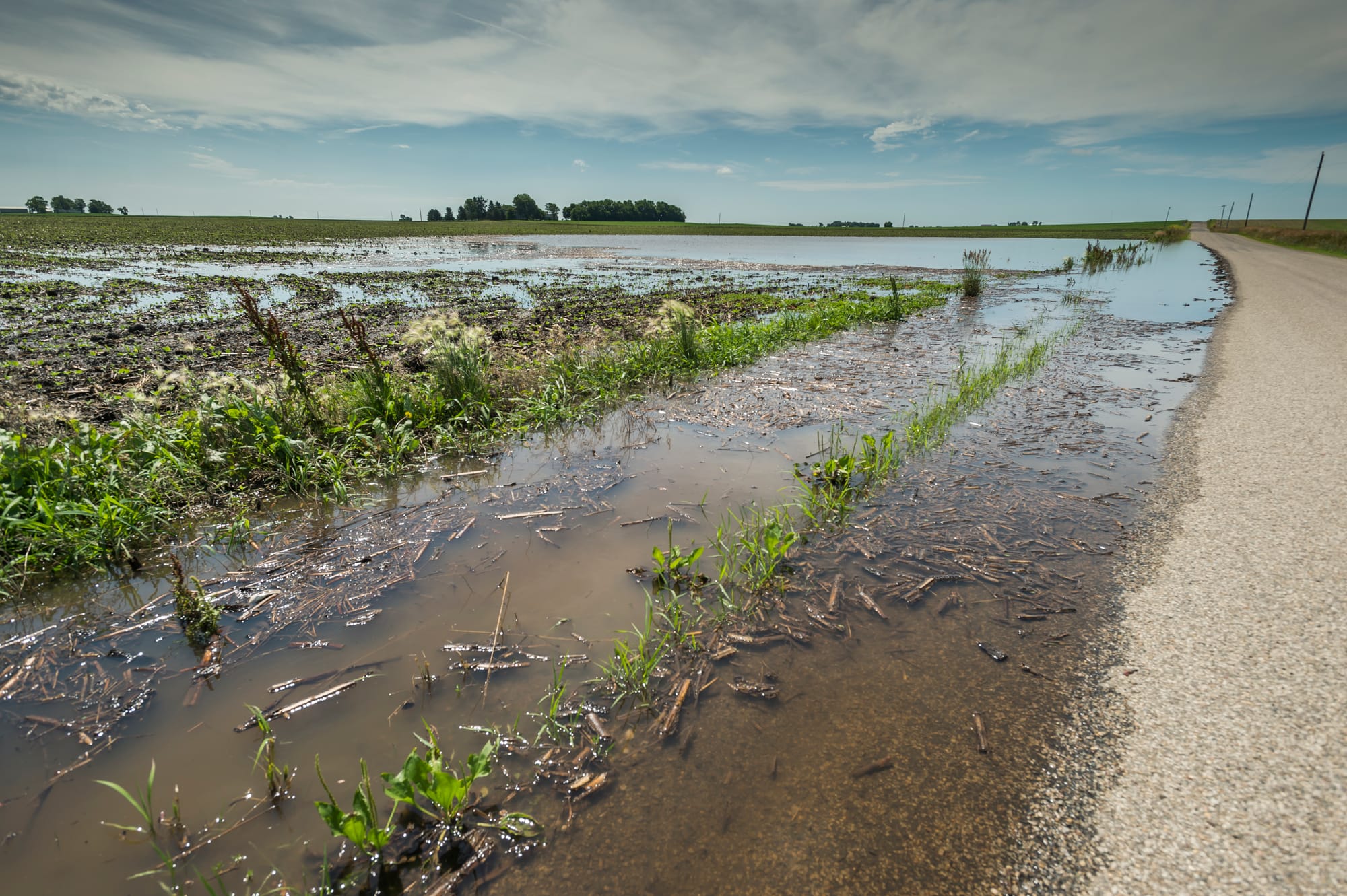 Water standing in fields after a strong thunderstorm near Fairmont, IL on Tuesday, July 1, 2014.