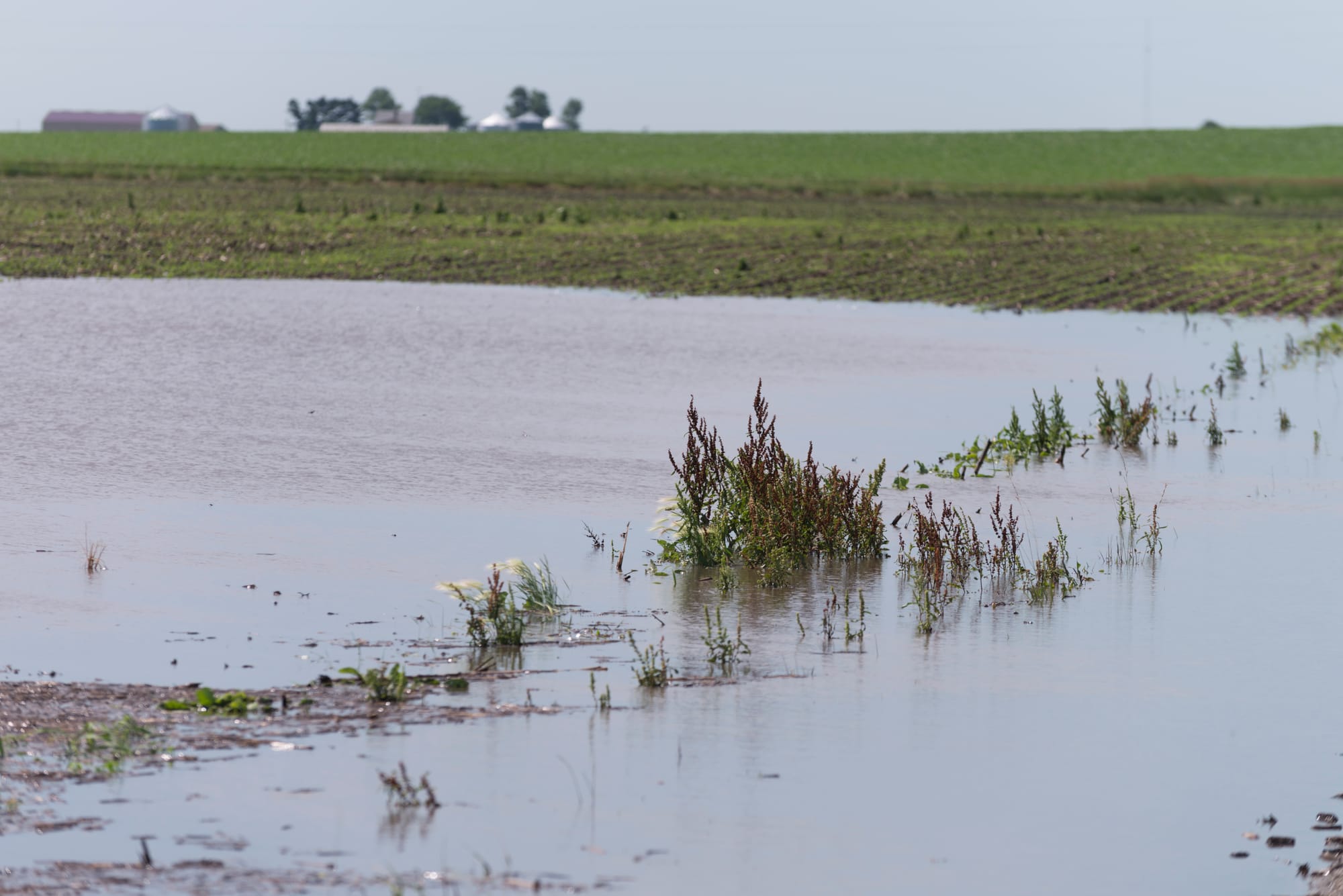 Water standing in fields after a strong thunderstorm near Fairmont, IL on Tuesday, July 1, 2014.