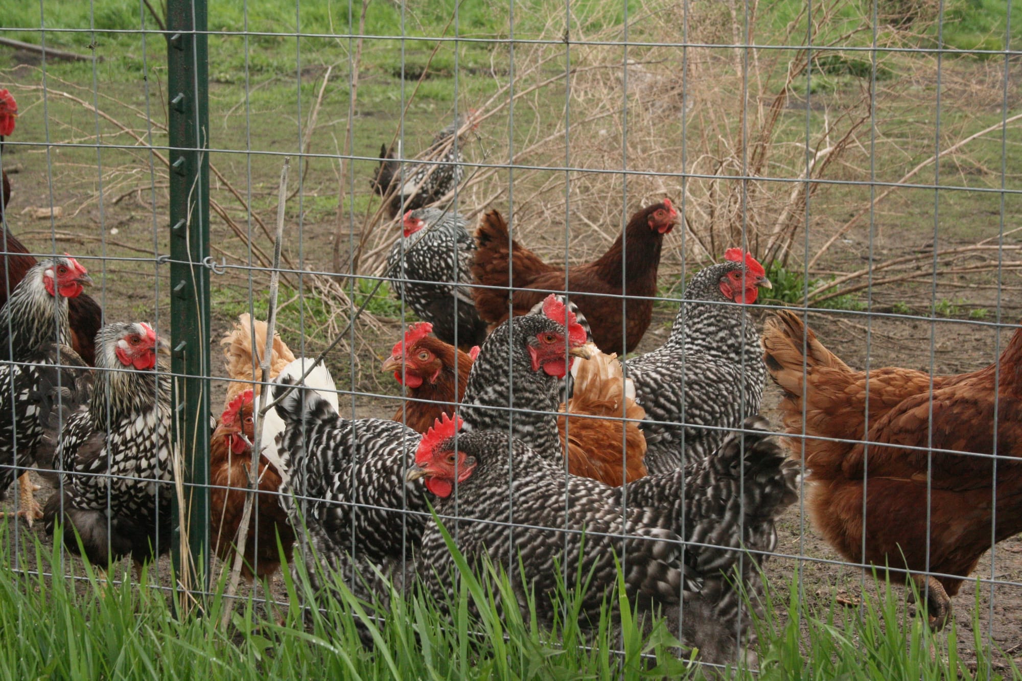 Rob Faux said one of the hardest things to find out was whether his birds would process out the toxins to which they were exposed and when the eggs would be safe to sell and eat again. Shown April 29, 2016. 