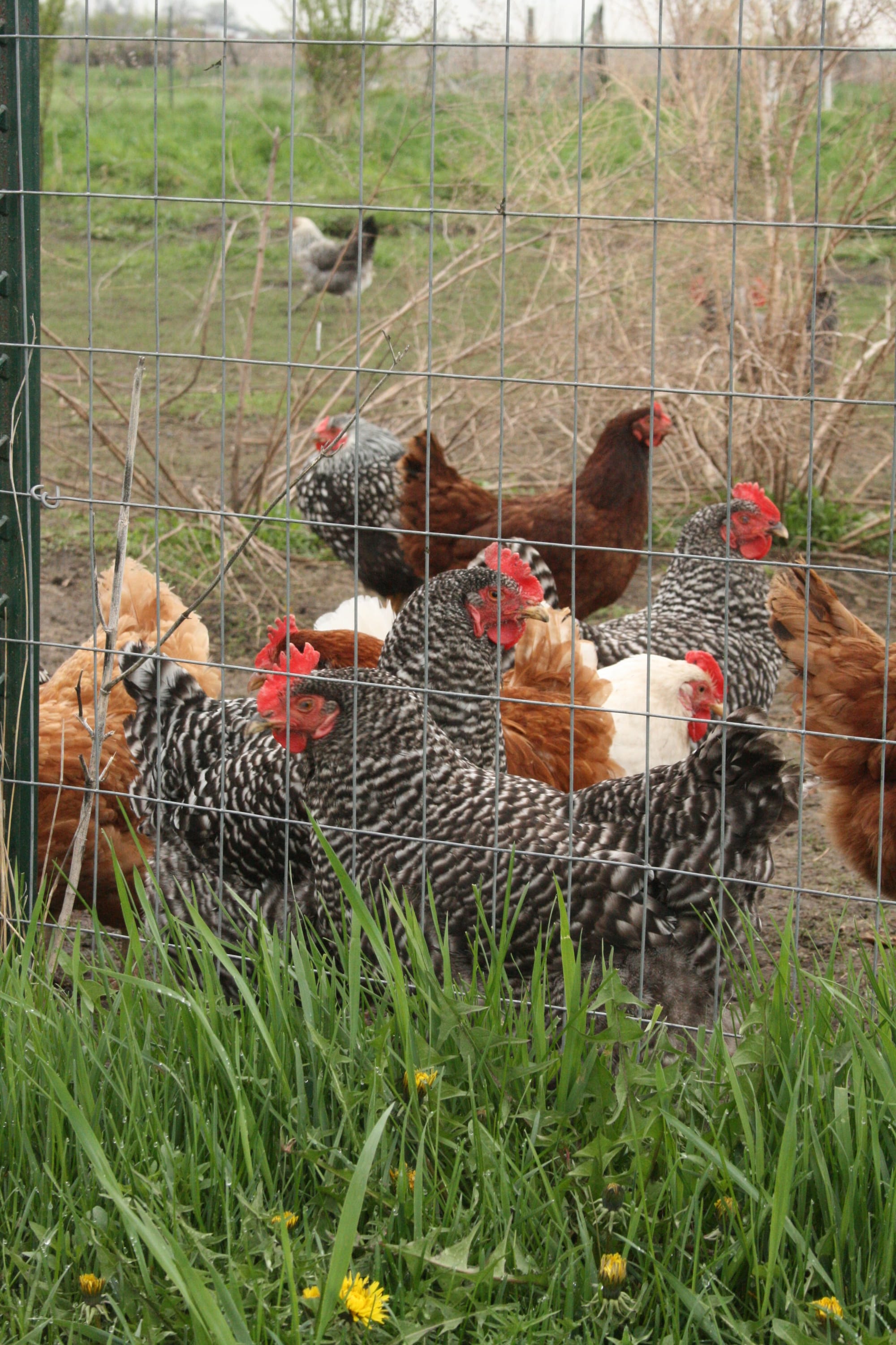 The hens and roosters Rob Faux raises on his farm outside of Tripoli, Iowa for eggs and to be processed as meat were among the crops and poultry hit when the plane sprayed his property in 2012.