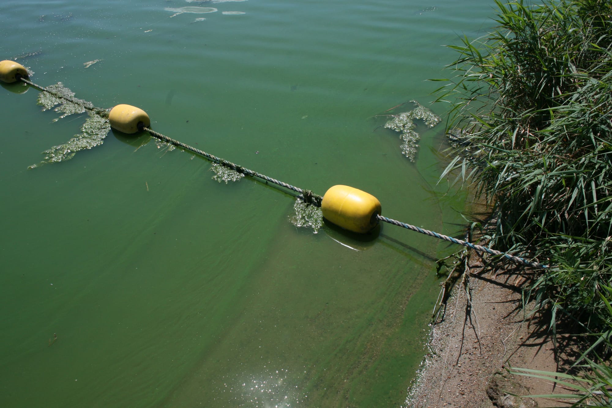 Blue-green algae, or cyanobacteria, turned the Green Valley Lake green and produced high levels of microcystin, a liver toxin that can cause skin rashes, gastrointestinal issues and, in high doses, liver failure. Pictured July 31, 2015. 