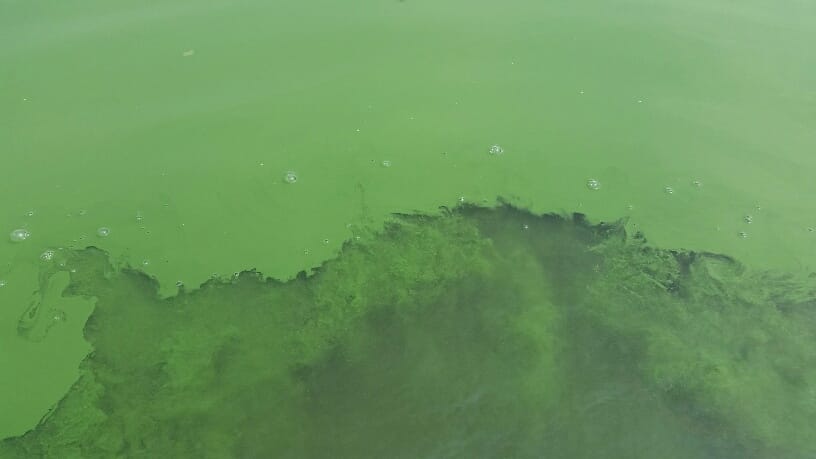 A photo of an algae bloom this summer on Green Valley Lake in Union County.