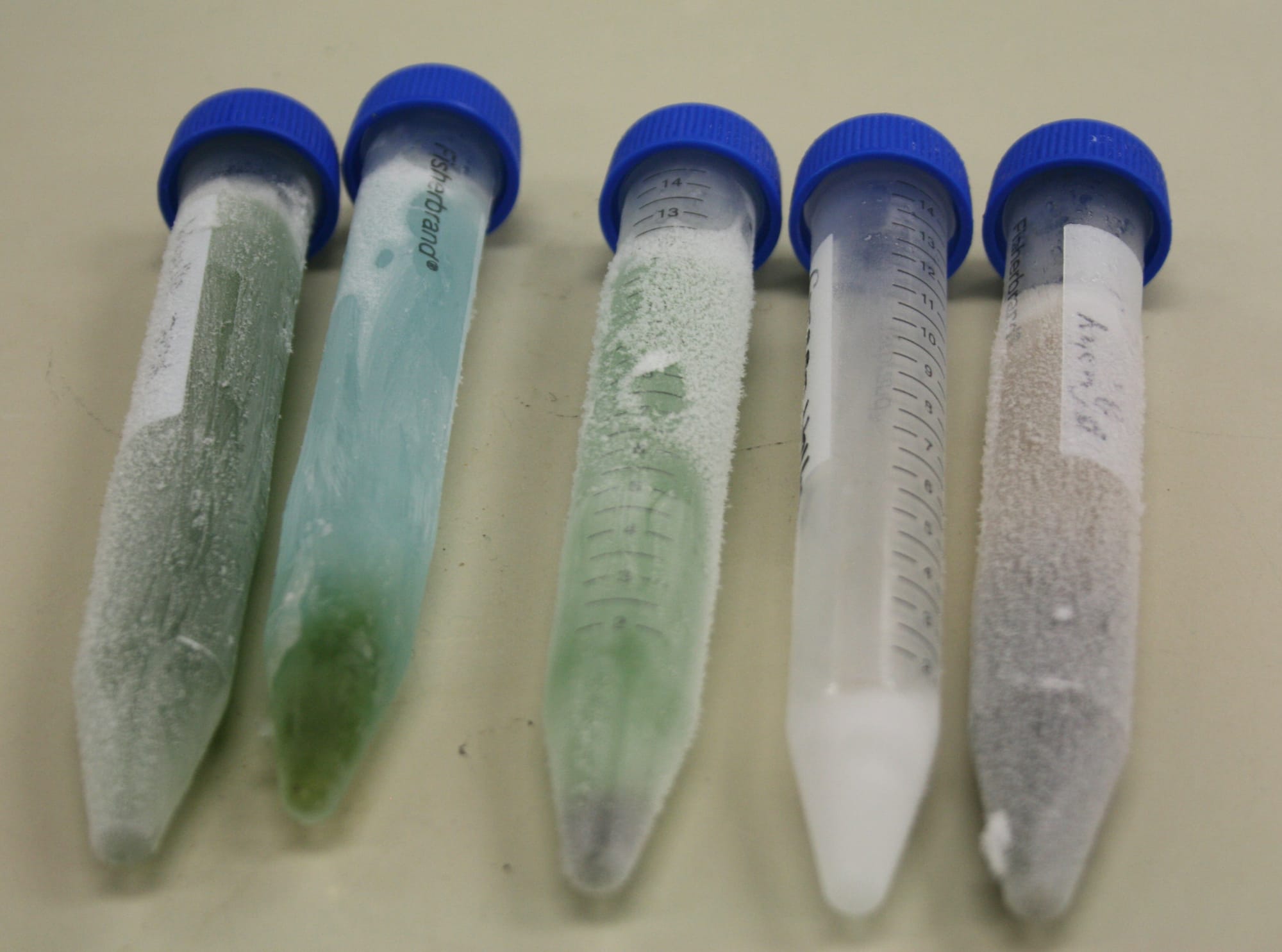 Test tubes on August 2, 2015 show samples from (left to right) Lake Wapello, Black Hawk Lake, Kent Park Lake, Green Valley Lake and Brushy Creek Lake after processing. The blue and green sample from Black Hawk and the clear sample Green Valley tested above the health advisory levels for microcystin. Kent Park's levels were elevated, at 12.5 micrograms per liter, but didn't require an advisory.
