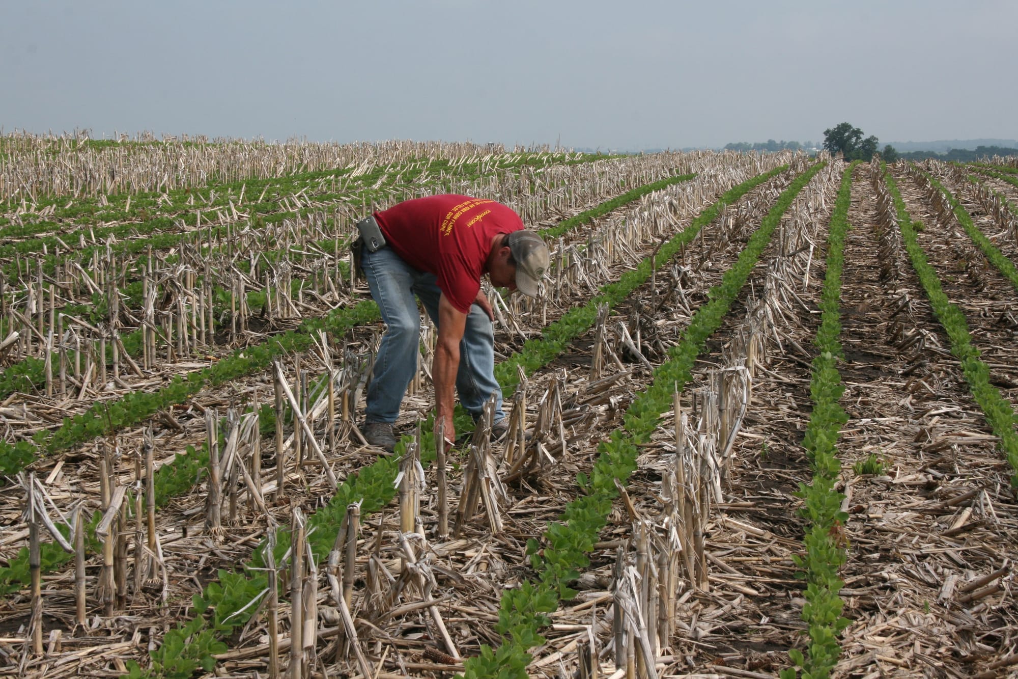 Chad Ingels, a corn, soy and hog farmer in northeastern Iowa, pulls weed in his no-till soybean field on Tuesday, June 14, 2016. Ingels uses herbicides as well as insecticides and fungicides, when needed, on his fields.