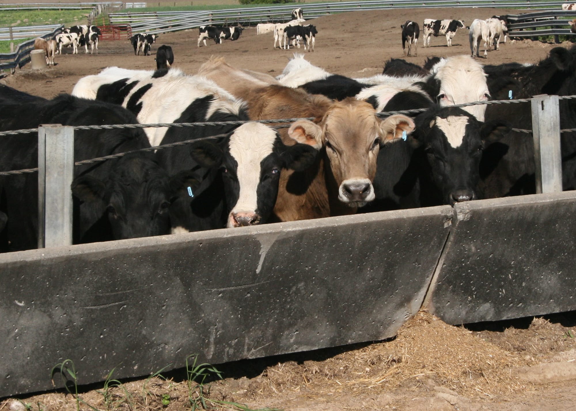 Cows gather at the trough at an open feedlot close to Anamosa, Iowa on Friday, May 17.
