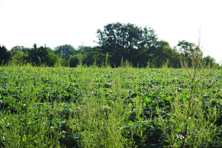 The weed waterhemp begins to overtake a soybean field. Researchers estimate there are more than 400 types of herbicide-resistant weeds globally.