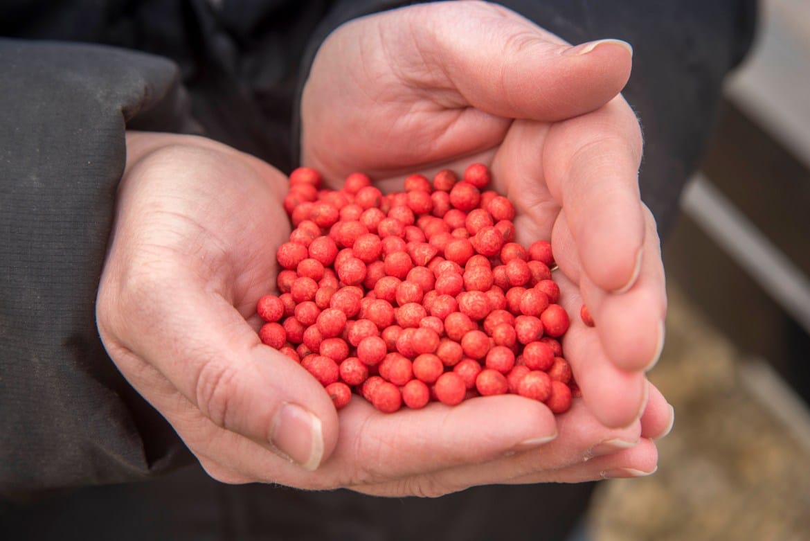 Farmer Jenny Mennenga holds soybean seeds at her family farm near LeRoy, Ill., on Jan. 26, 2015. Most soybean acres are planted with a genetically modified seed, such as the ones shown here, according to the USDA.