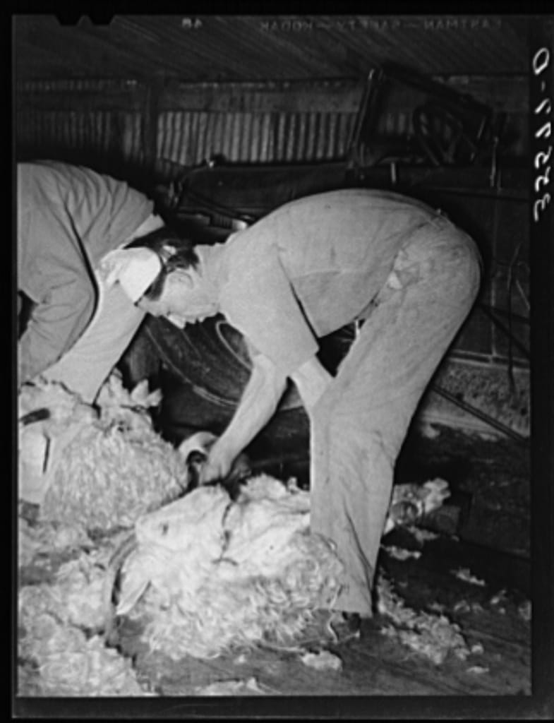 Shearing a goat on ranch in Kimble County, Texas circa 1940.