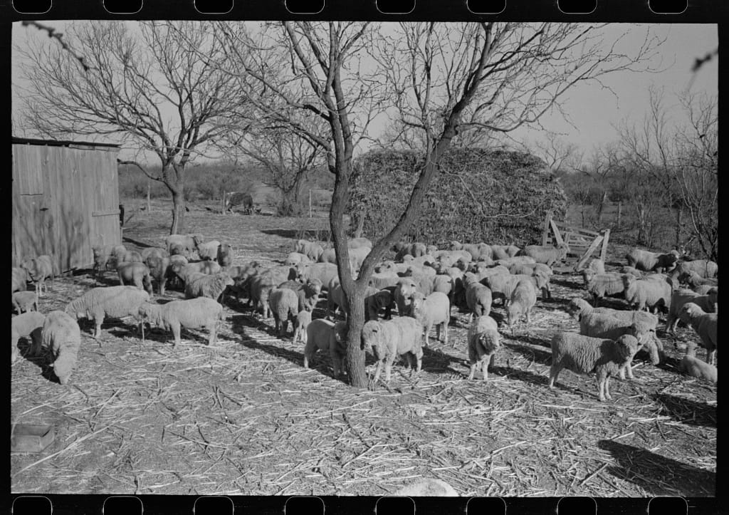 Sheep Photo