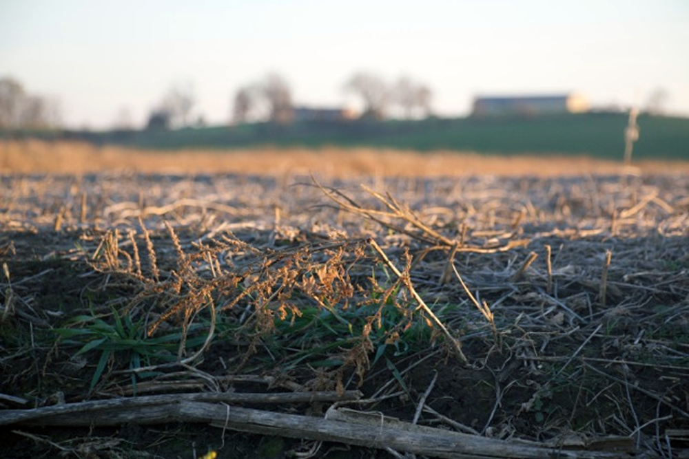 Farmland near Marengo, Iowa, has a layer of crop residue protecting the topsoil. Photo taken Nov. 9, 2015.