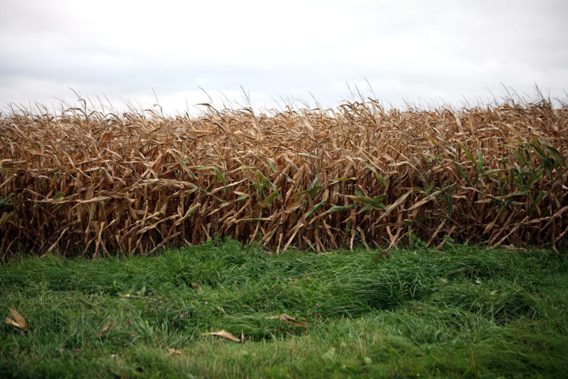 A cornfield is seen in Dane County, Wis., where atrazine is prohibited. Since 1991, the state has created atrazine prohibition zones in areas where drinking water has been contaminated with the agricultural chemical.