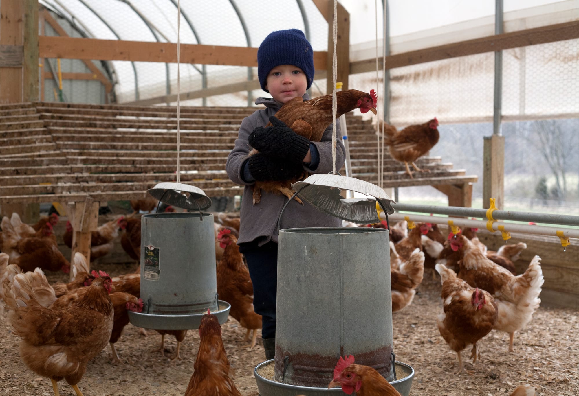 Four-year-old Marcus Miller holds one of his father's chickens at the family farm in Campbell Hill, Ill.
