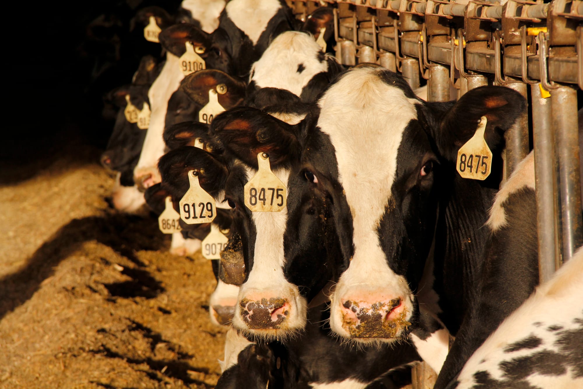 Cows at a large Wisconsin dairy farm.