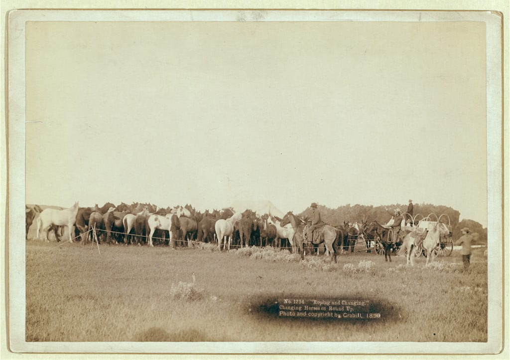 Rear view of herd of horses roped in by cowboys from 1890.