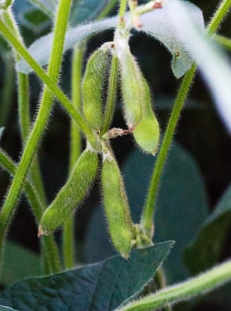 Soybeans near Mansfield, IL, in August 2013.