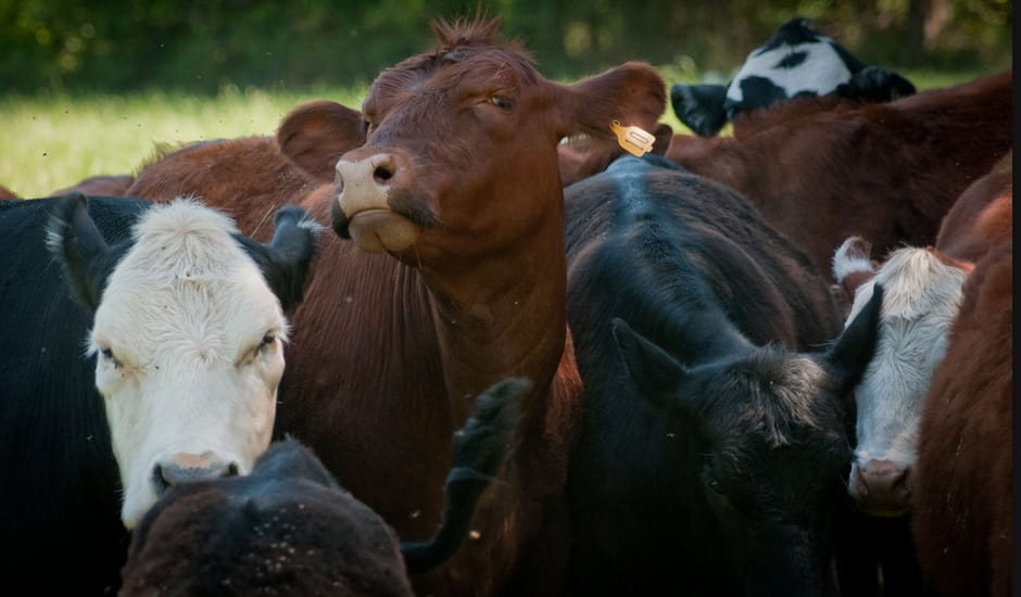 Cows in a field